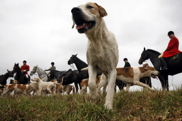 beagle hunting