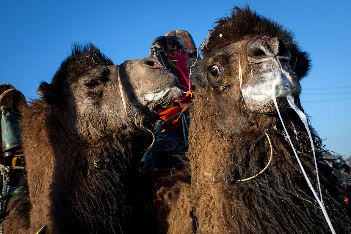 Camel wrestling