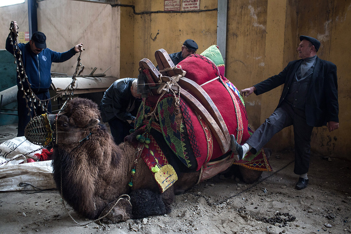 Camel wrestling