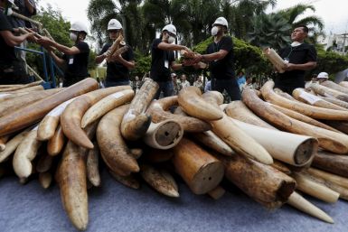 Yahoo Japan selling elephant ivory