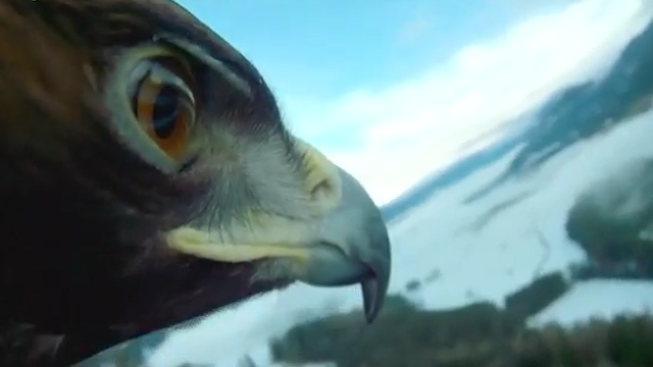 Eagle-mounted camera