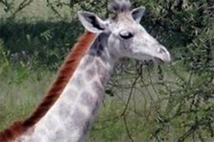 white giraffe