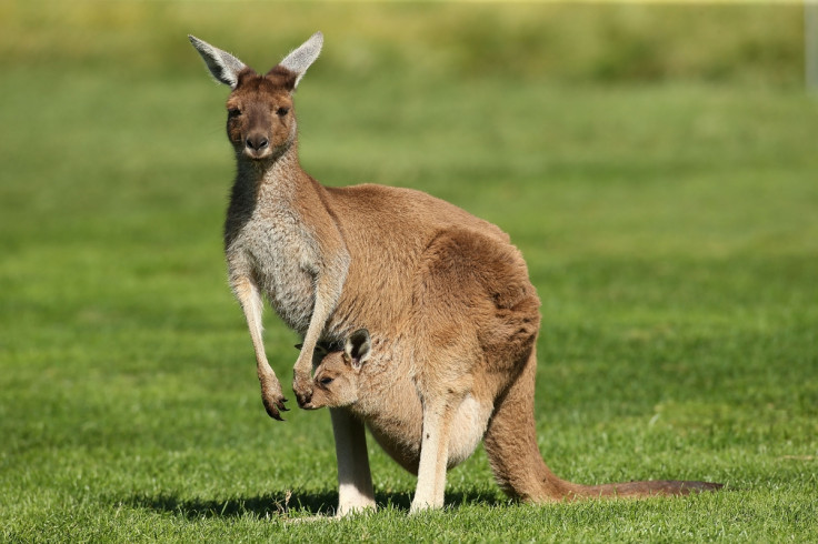 kangaroo