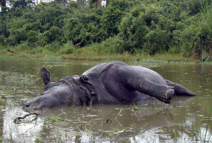 Kaziranga National Park rhino poaching