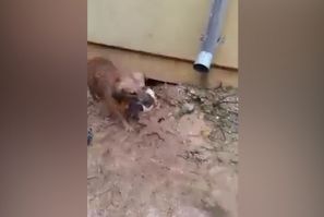 Mother dog saves drowning puppies 