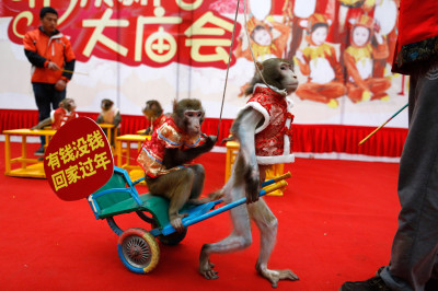 China Year of the Monkey