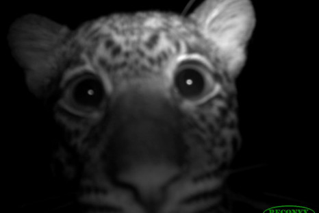 Leopard selfie
