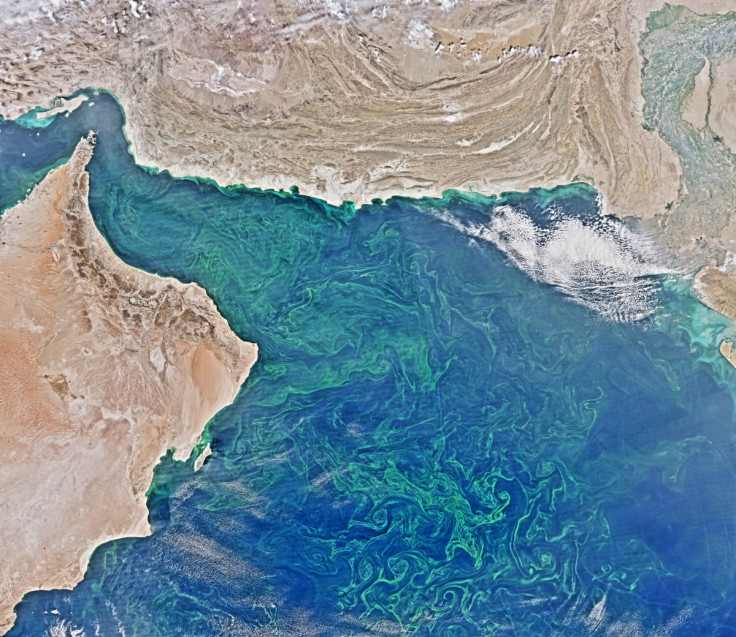 Plankton bloom arabian sea