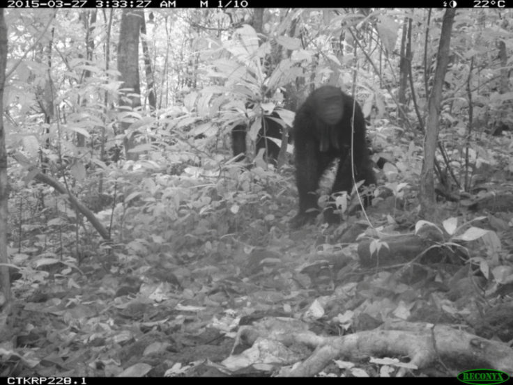 Chimpanzee selfie
