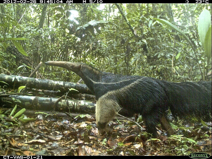 Anteater selfie