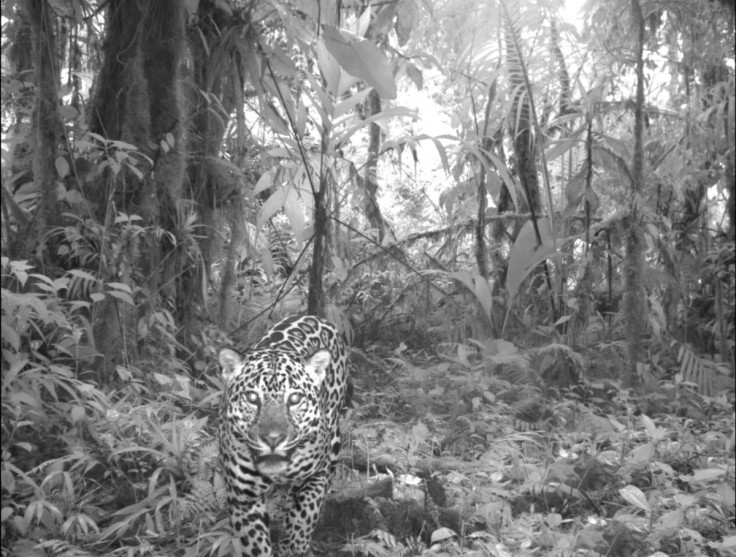 Jaguar selfie