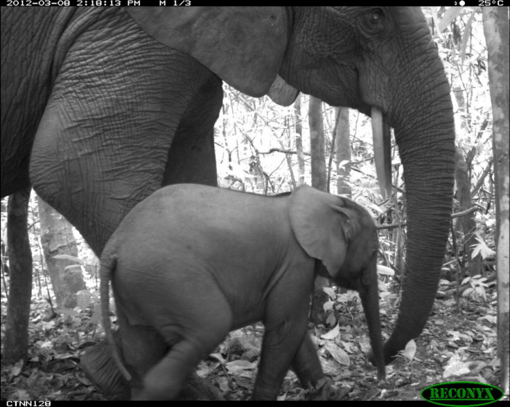 Elephants selfie
