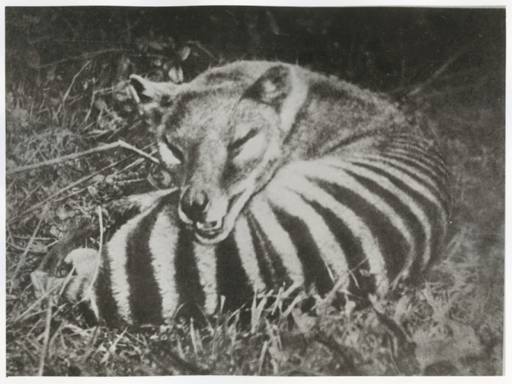 Tasmanian tiger