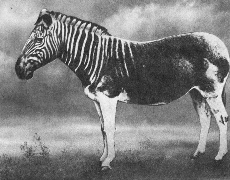 Quagga 1