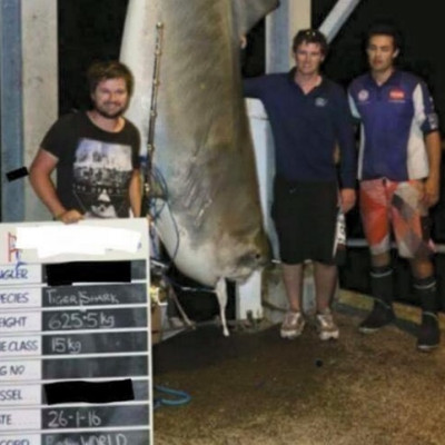 World record tiger shark catch