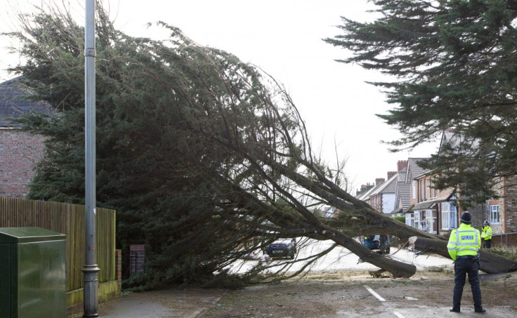 Wind blows tree over