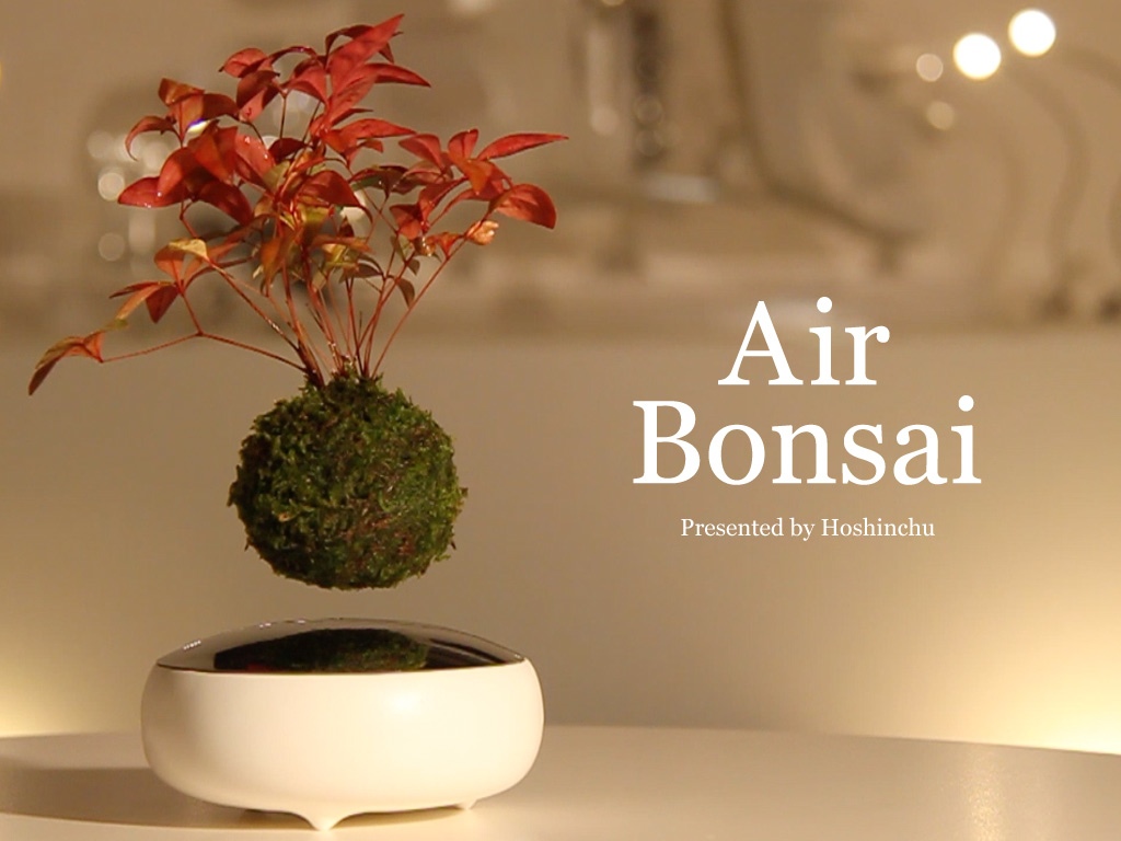 Air Bonsai: Floating miniature trees the latest success on Kickstarter