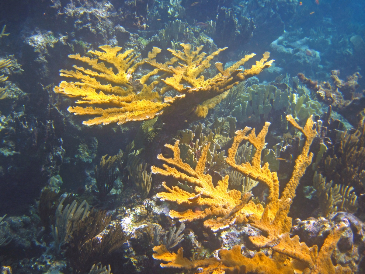 Critically endangered lab-grown elkhorn coral survives four-year study ...