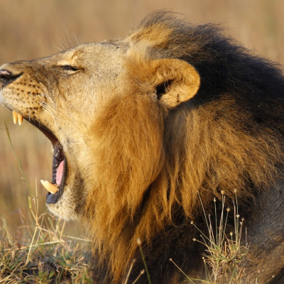 Ethiopia lion population