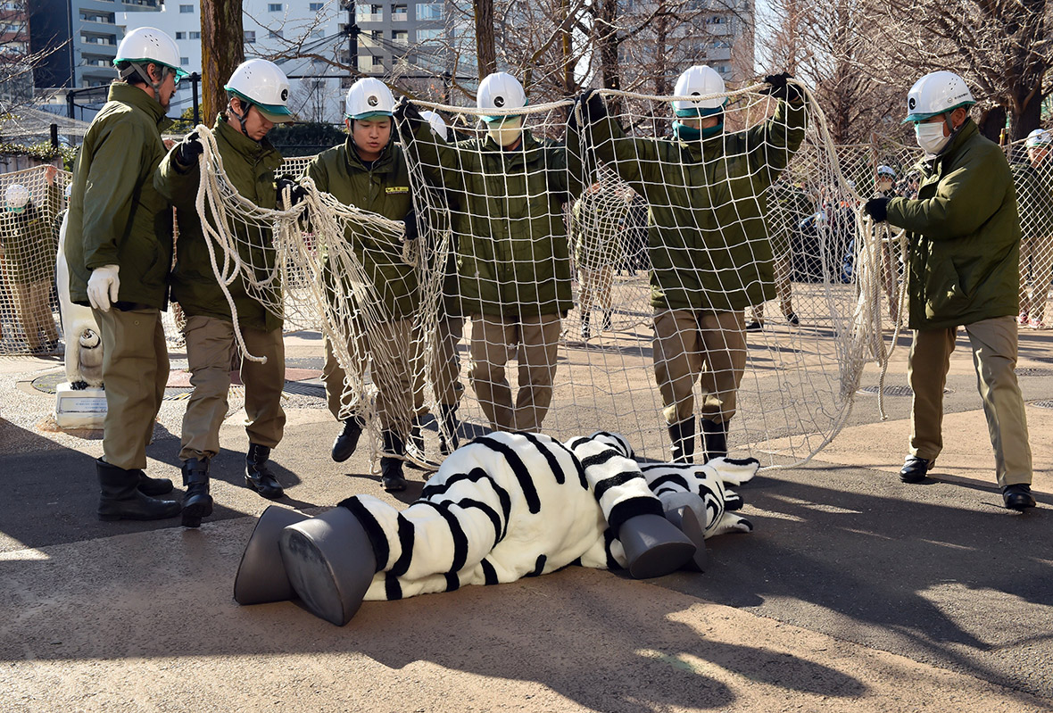 Japan: Zookeepers at Ueno Zoo stage an escaped animal drill with an