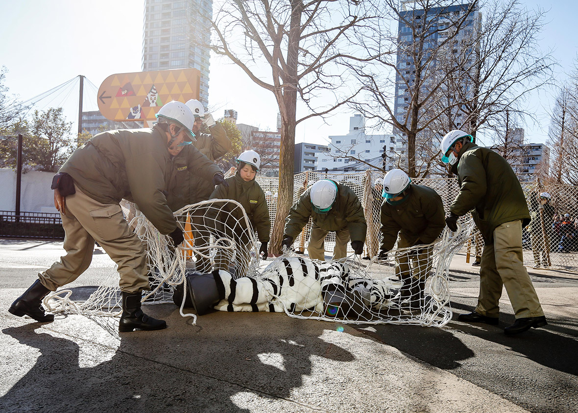 zookeeper drill, tokyo