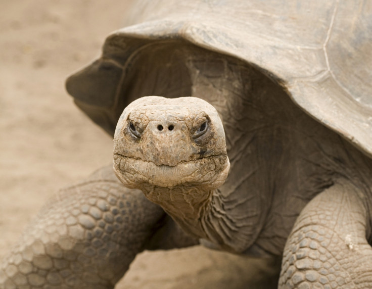 tortoise