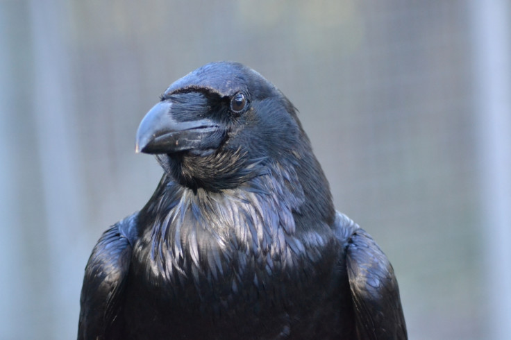 raven theory of mind
