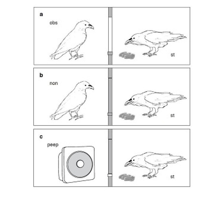 raven theory of mind