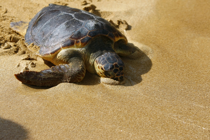 Loggerhead turtle