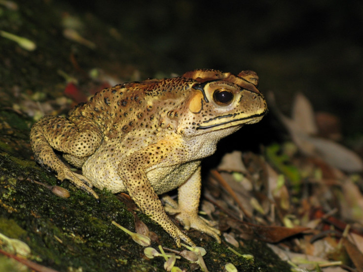 Asian Toad