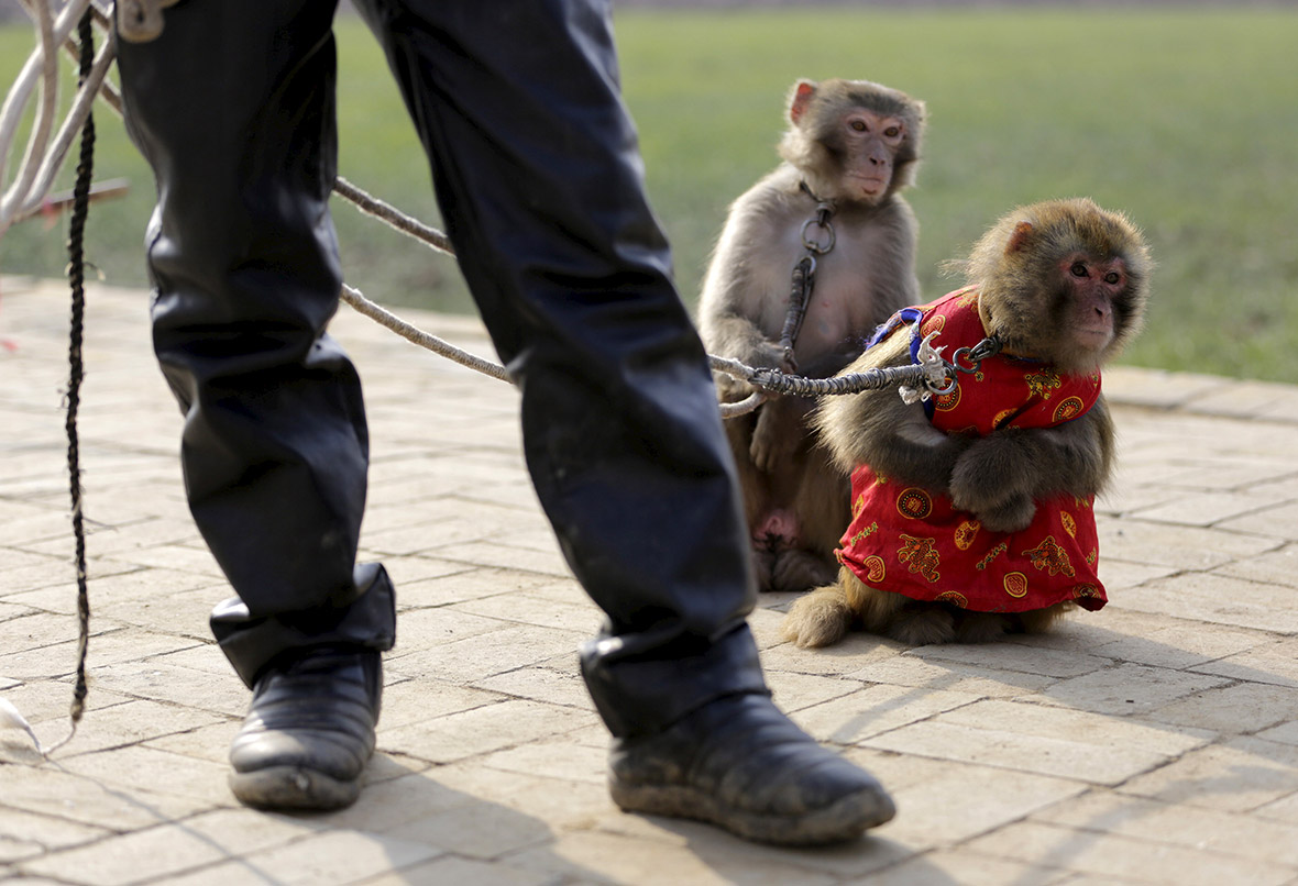 monkey training Lunar New Year