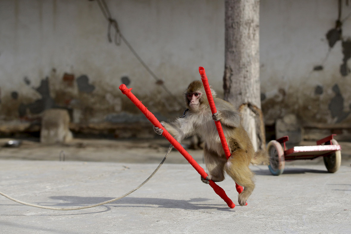 monkey trainers most expensive
