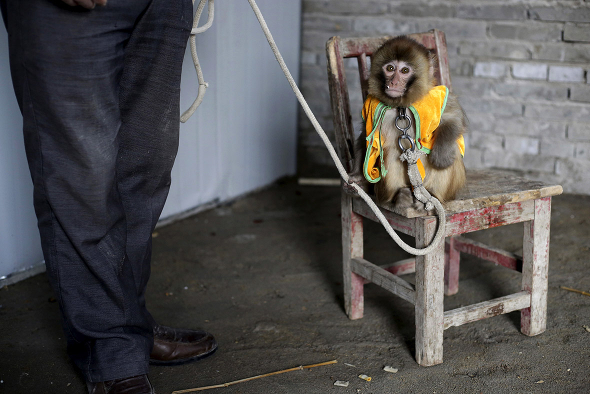 monkey training Lunar New Year