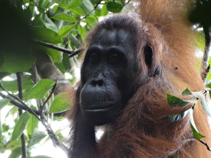 sidonay murdered orangutan