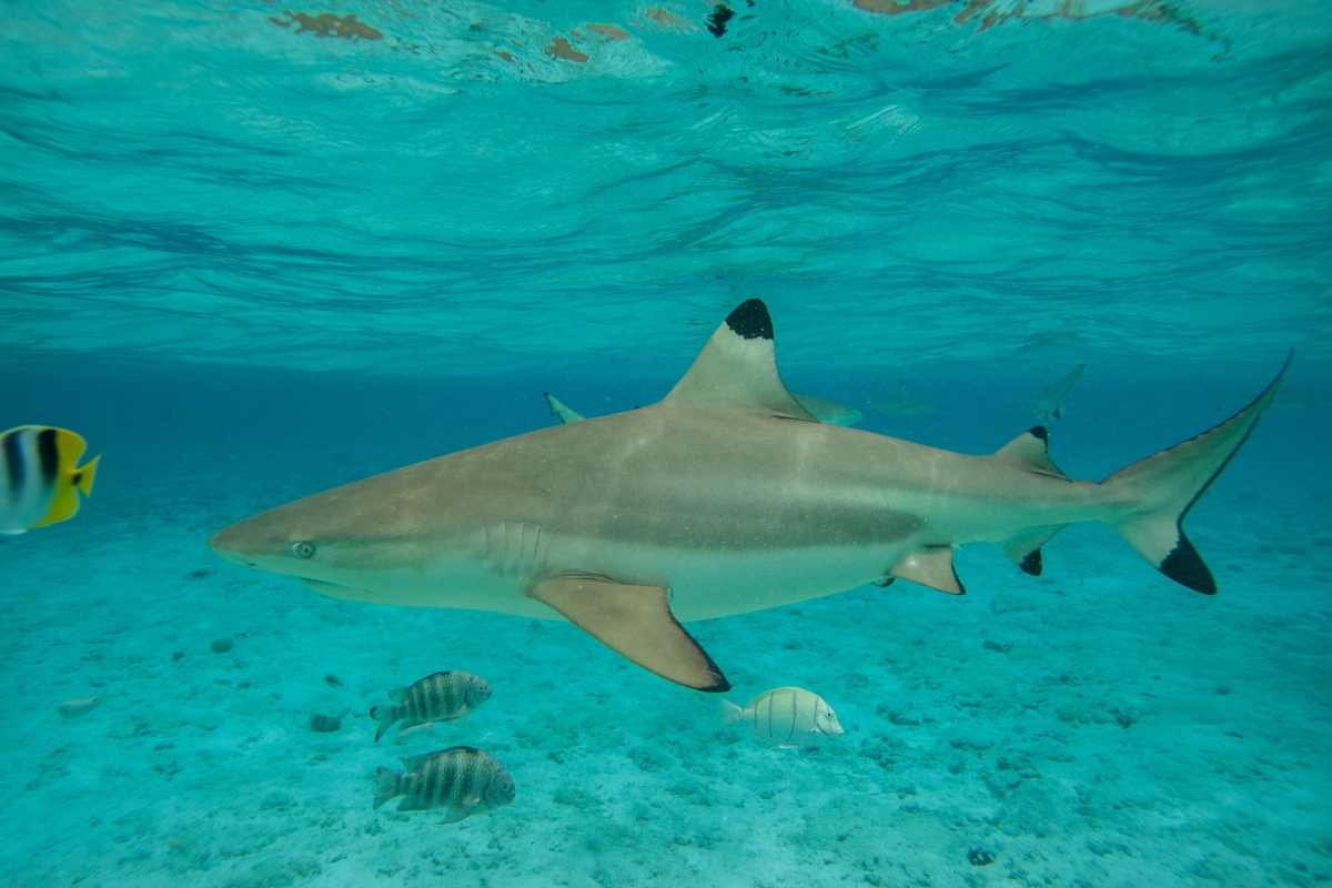 Over 10,000 blacktip sharks spotted migrating off Florida coastline