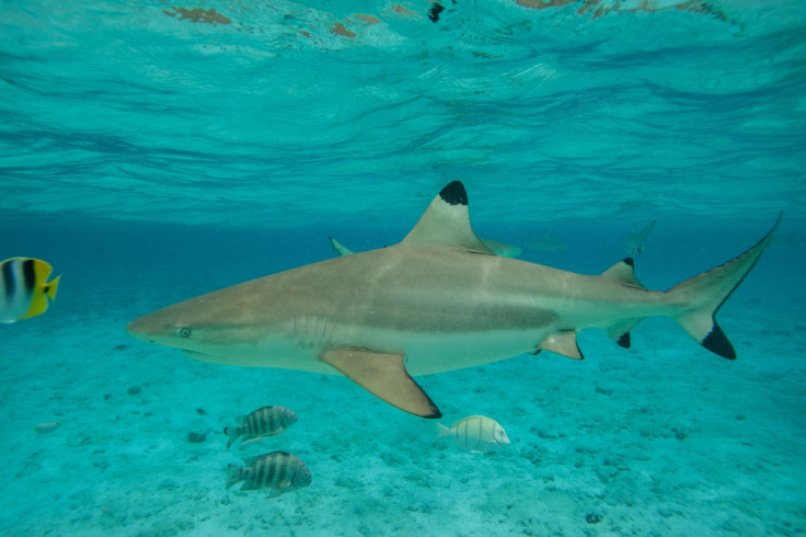 blacktip sharks