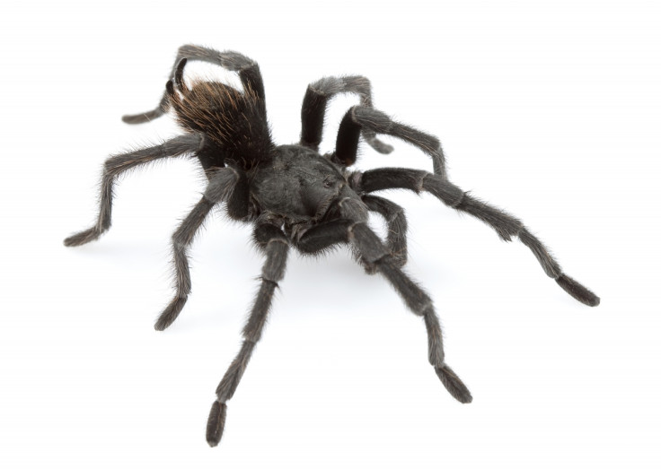 Aphonopelma johnnycashi