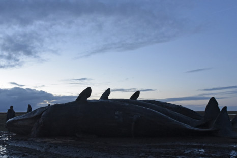whale beaching stranding 2016