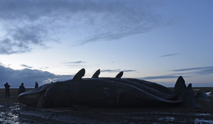 whale beaching stranding 2016