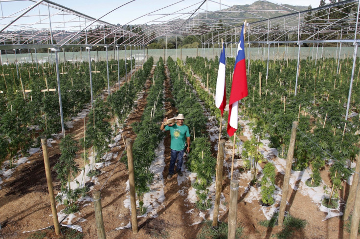 pot farm chile