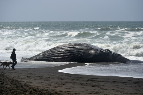 Stranded whale