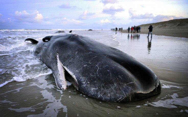 Stranded whale