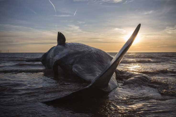 Stranded whale