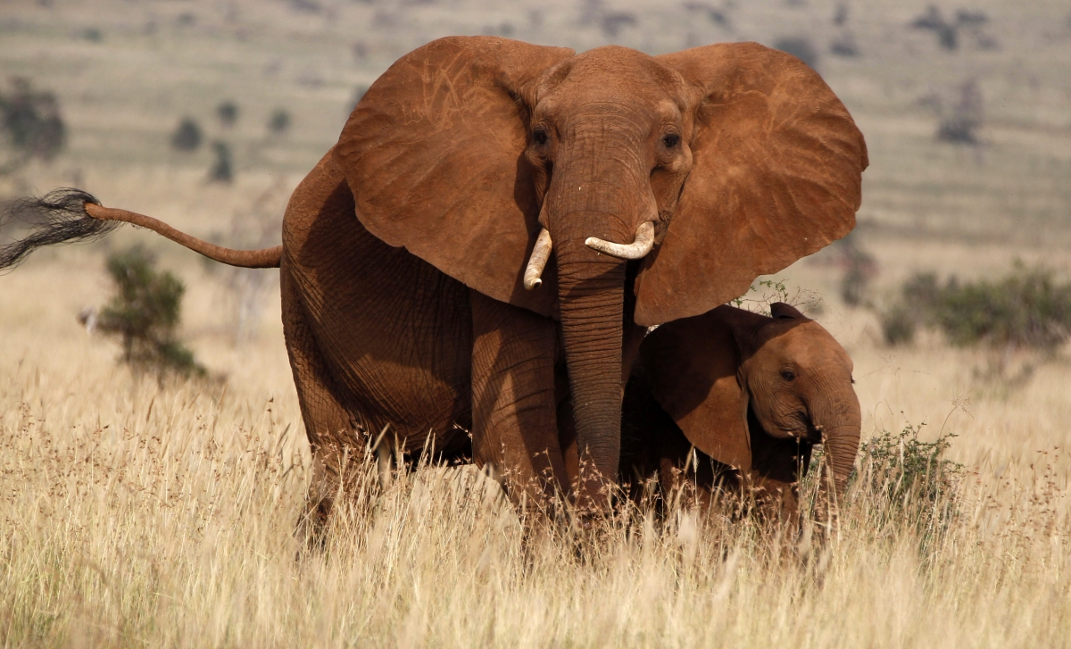 18 Swaziland elephants to find new homes in the US