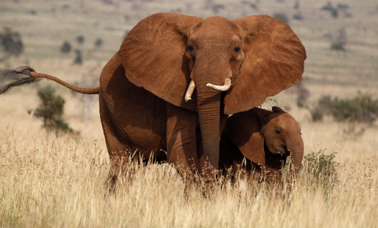 Elephants, Africa