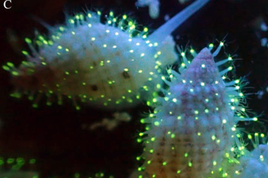 Glowing cytaeis living on sea snails