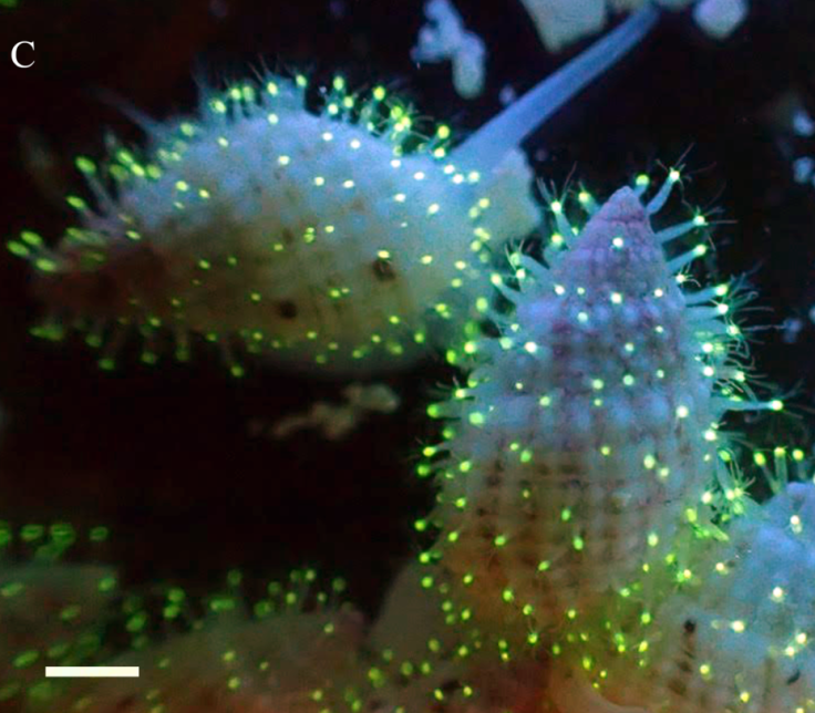Glowing cytaeis living on sea snails