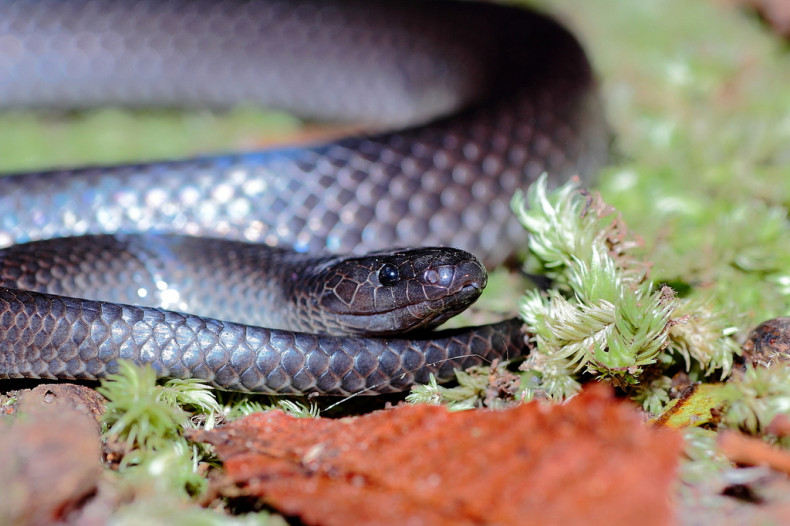 Small-eyed snake