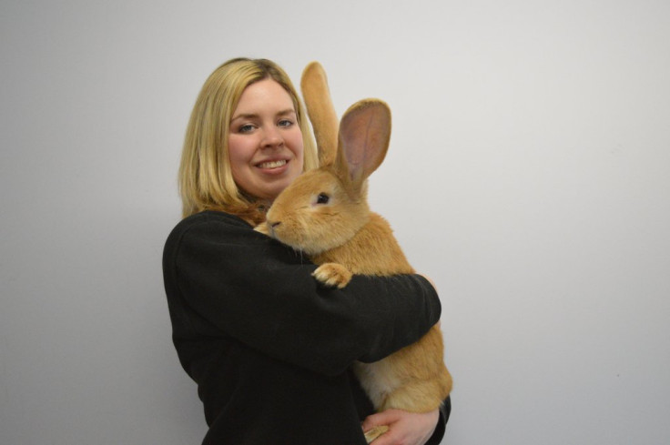 atlas giant rabbit spca