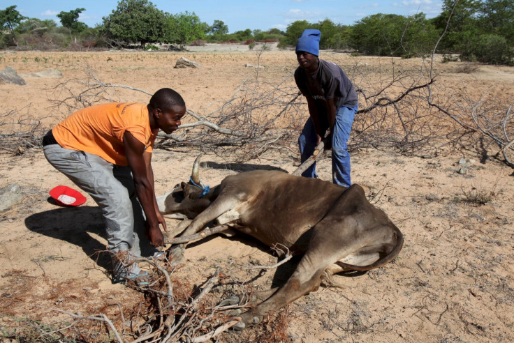 El Nino drought in Zimbabwe